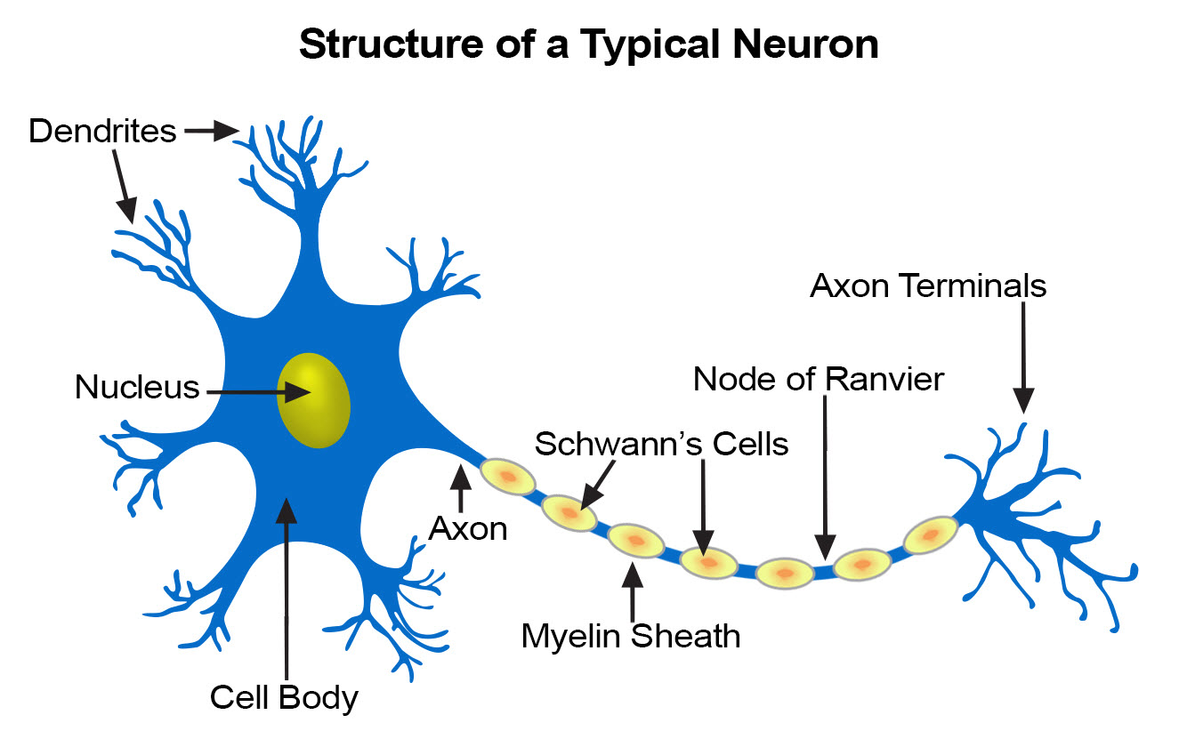 Illustration of a neuron