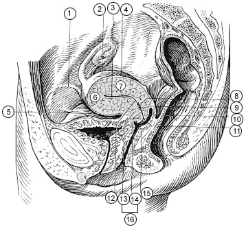 Illustration of the female pelvis