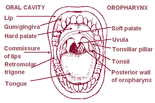 Illustration of the oral cavity and oropharynx.