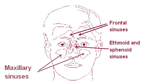 Illustration of the sinuses.