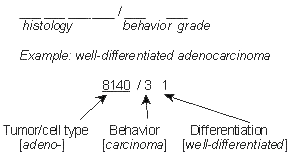Structure of a Morphology Code