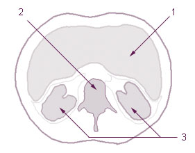 Illustration of the cross-section of the body