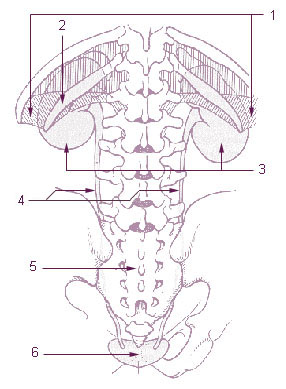 Illustration of the position of the ureters
