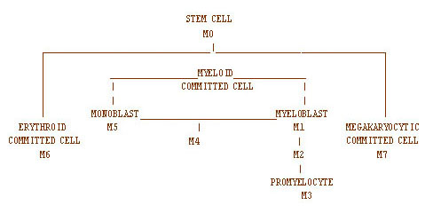 Flowchart showing the FAB classifications of acute myelogenous leukemia