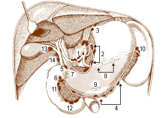 Numbered illustration of the visceral lymph nodes of the abdominal cavity