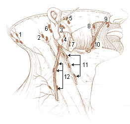 Numbered illustration of lymph nodes of the surface of the head and neck and of the face