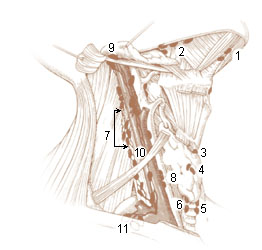 Numbered illustration of the deep lymph nodes