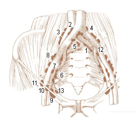 Numbered illustration of the common and external iliac lymph nodes in the female pelvis