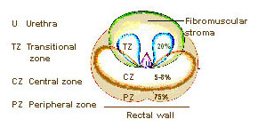 Illustration of the zones of the prostate.
