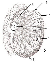Illustration of a cross section of the testis and epididymis
