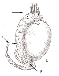 Illustration of the surface of the testis and epididymis