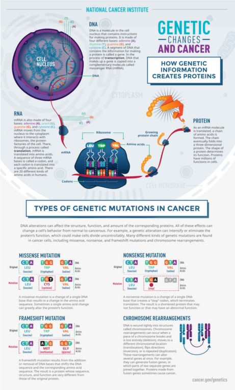 Genetic Changes and Cancer - Genes contain information to make proteins, and proteins control many important functions like cell growth. Genetic mutations can change how proteins function. Some types of genetic mutations change proteins in ways that cause healthy cells to become cancerous.