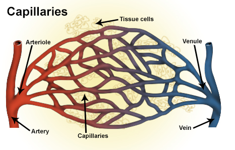 Illustration of capillaries
