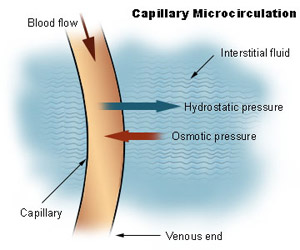 Illustration of capillary microcirculation