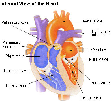 Illustration of an internal view of the heart