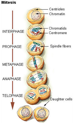 Illustration showing the different phases of mitosis