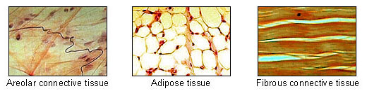 Photographs of areolar connective tissue, adipose tissue, and fibrous connective tissue