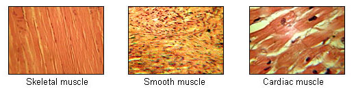 Photograph of skeletal, smooth, and cardiac muscles