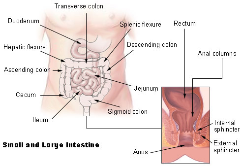 Illustration of the small and large intestines