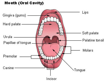 Illustration of the mouth