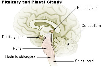 Illustration of the pituitary gland