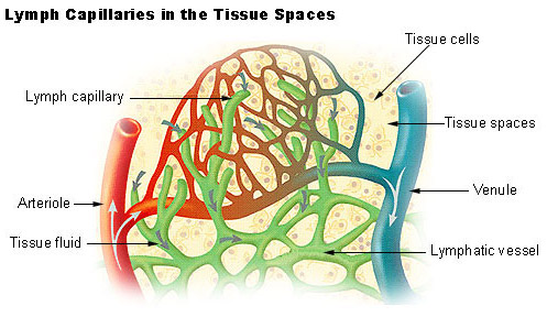 Illustration of lymphatic capillaries in the tissue spaces