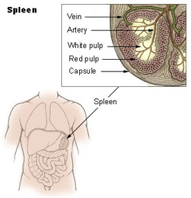 Illustration of the spleen and its location in the human body