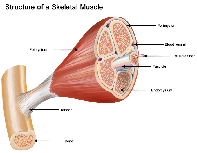 Illustration of the structure of a skeletal muscle