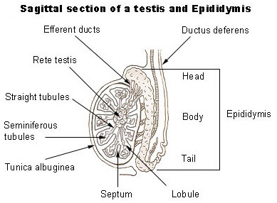 Illustration of a sagittal section of a testis and epididymis