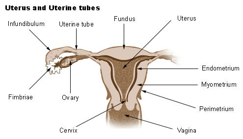 Illustration of the uterus and uterine tubes