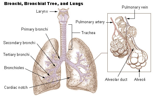 Illustration of the bronchi, bronchial tree, and lungs