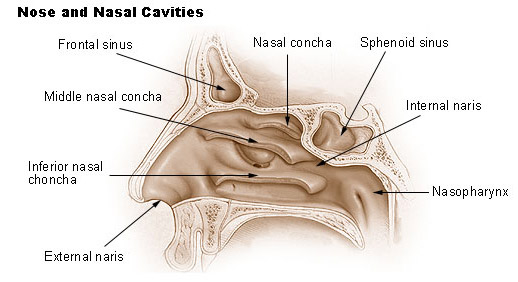 Illustration of the nose and nasal cavaties
