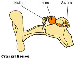 Illustration mapping the bones of the auditory ossicles