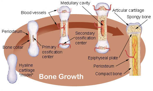 Illustration showing how a bone develops and grows