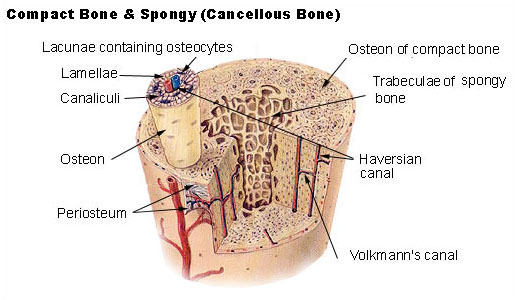 Illustration of compact and songy (cancellous) bone