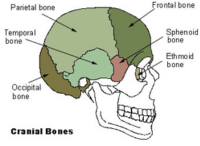 Illustration mapping cranial bones