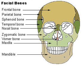 Illustration mapping out the different types of facial bones