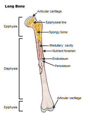 Classification of Bones | SEER Training