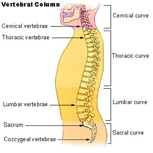 Illustration mapping the bones of the vetebral column