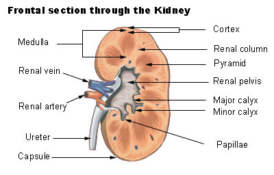 Illustration of a kidney