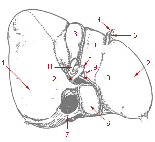 Illustration of the liver and gallbladder