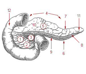 Illustraiton of the pancreas and the duodenum