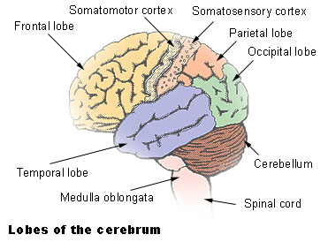 Illustration of the lobes of the cerebrum