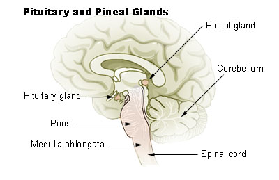 Illustration of the pituitary and pineal glands