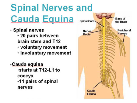 Illustration of the nerves and cauda equina