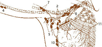 Illustration of the lymph nodes.
