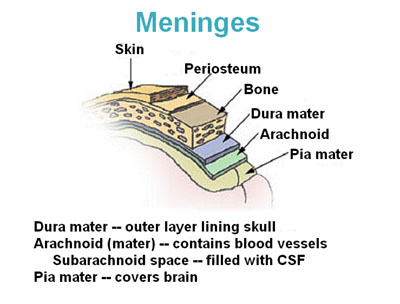 Illustration of the layers of meninges showing the skin, periosteum, bone, dura mater, arachnoid, and pia mater