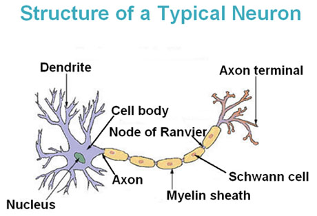Illustration of the typical neuron structure showing the dendrite, cell body, node of ranvier, axon terminal, nucleus, axon, myelin sheath, and schwann cell