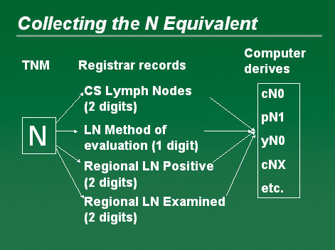 Diagram showing the collection of the N Equivalent
