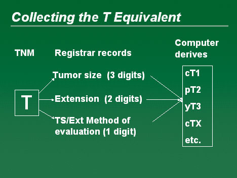 Diagram showing the collecting of the T Equivalent